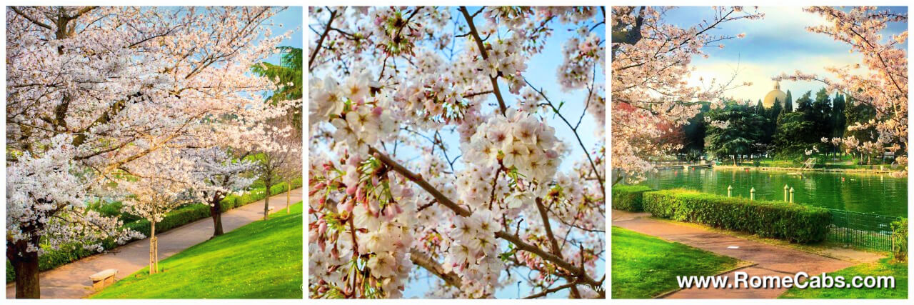 EUR Cherry Blossoms Tour Rome in Spring from Civitavecchia Shore Excursions RomeCabs