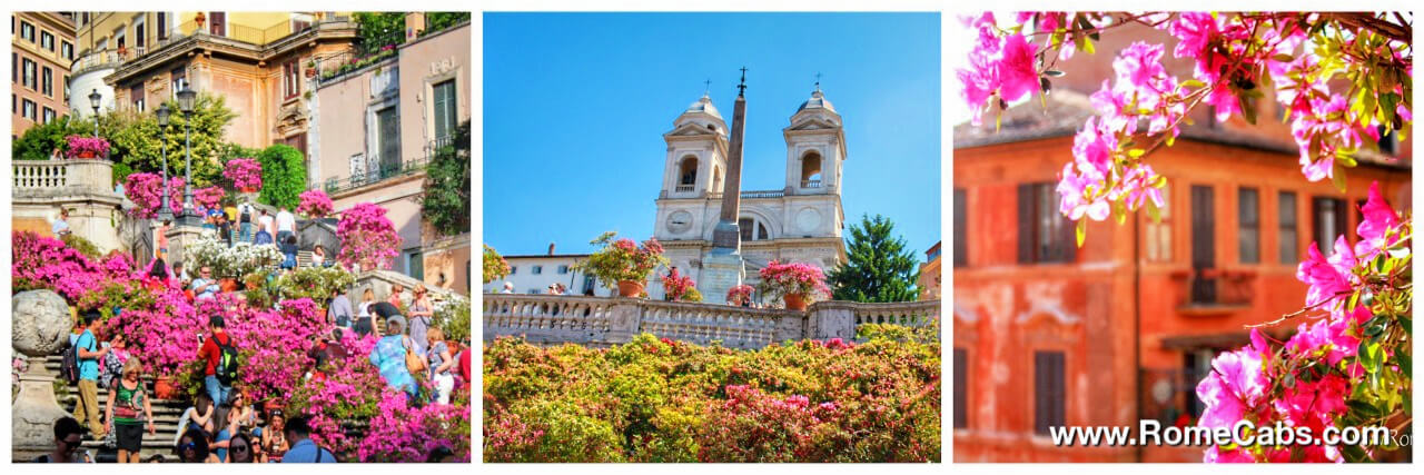 Azalea on Spanish Steps in Spring in Rome Tours from Civitavecchia Private Excursions