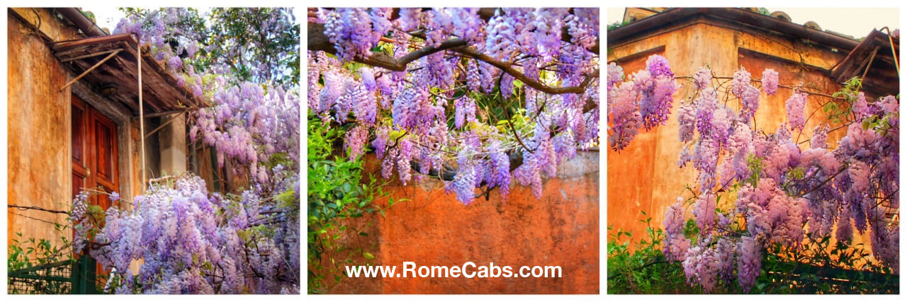 Hanging Wisteria on Via Marguta Spring in Rome Private Tours from Civitavecchia Shore Excursions