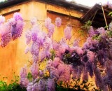 SPRING IN ROME – 10 Reasons you’ll LOVE Rome in Spring