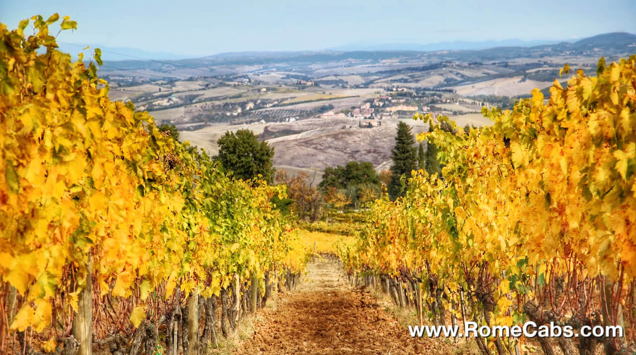 Montalcino vineyards Nectar of the Gods Tuscany Wine Tour from Rome Cabs
