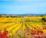 What to see and do on a Tuscany wine tour from Rome or Florence