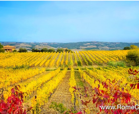 What to see and do on a Tuscany wine tour from Rome or Florence