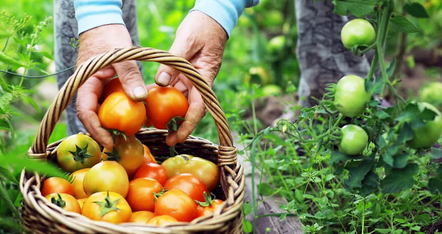 history of tomatoes in Italy Naples Pizza