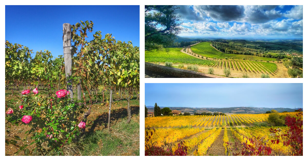 Visit Vineyards in Tuscany Wine Tours from Rome Cabs