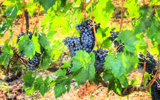 Orvieto Wine Tasting Tour from Rome
