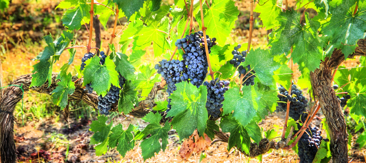 Orvieto Wine Tasting Tour from Rome RomeCabs