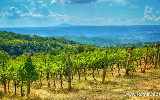 Orvieto Wine Tasting Tour from Rome vineyard tours