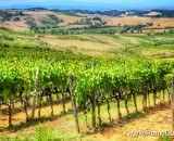 Best Wine Tours in Italy from Rome