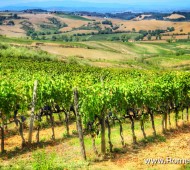 Best Wine Tours in Italy from Rome
