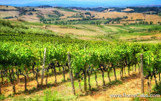 Brunello di Montalcino Tuscany Wine Tour from Rome