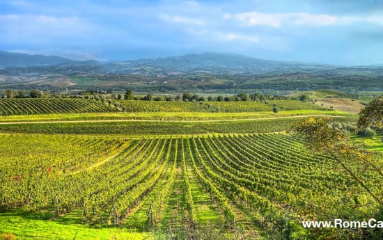 Montalcino wine tours in Tuscany from Rome 